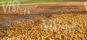 pathway covered with fallen leaves