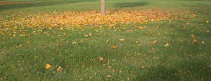 autumn ground with leaves under a tree