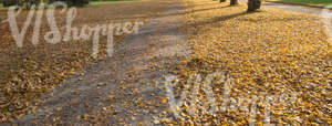 pathway with fallen leaves under the trees