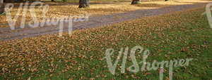 path in the park with fallen leaves