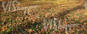 grass with fallen leaves and long shadows