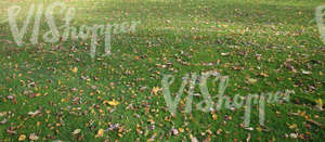 lawn with shadows and some fallen leaves