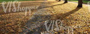 park pathway with long shadows and leaves