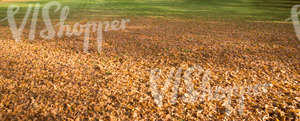 lawn covered with fallen leaves