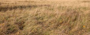 hay field in autumn