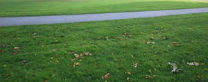 lawn with a paved walkway and fallen leaves