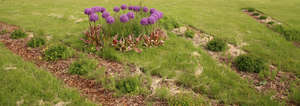 grass ground with allium flowers