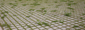 grass growing through pavement