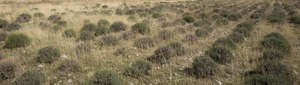 grass ground with small bushes