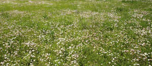 meadow of daisies