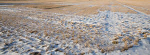 field of grass in wintertime
