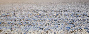 grass almost covered with snow