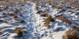 lumps of grass with snow