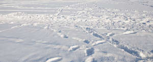 field of snow with many footprints
