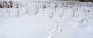 field of snow with some dry grass