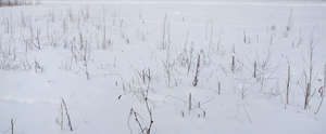 snow-covered ground with some dry grass