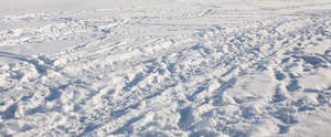 field of snow with many tracks and footprints