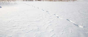 field of snow with footprints