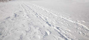 snowy ground with some footprints