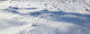 snowy ground with a tree shadow