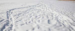 field of snow with many footprints