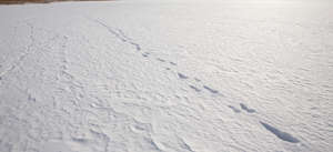 field of snow with few footprints