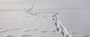 snowy field with few footprints