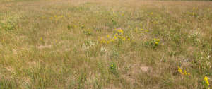 meadow with some yellow flowers