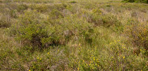 grassland with small blooming bushes