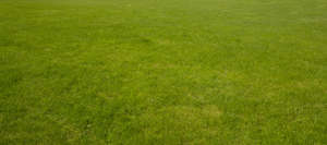 green lawn