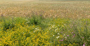 field with flowers and crop 