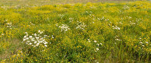 meadow with white flowers