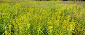 field of tall grass