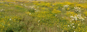 field of yellow and white flowers