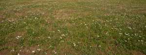 meadow with blooming yarrows
