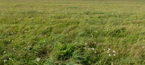 field of grass and yarrow