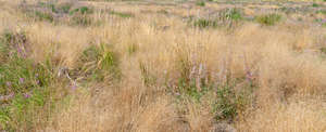 field of blooming grass