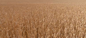 crop field in sunlight