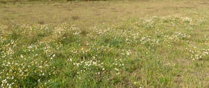 meadow with blooming daisies