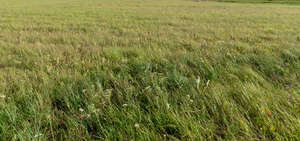 grass field with some blooming yarrows