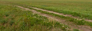 path in the field of grass