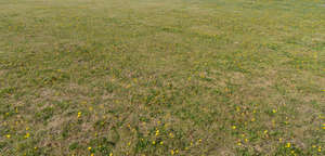 lawn with small blooming daffodils