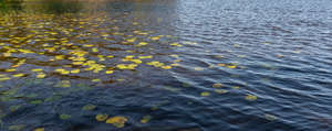 lake surface with some water plants