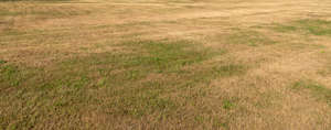 harvested hayfield