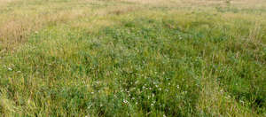 meadow with grass and yarrow