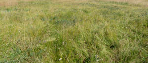 meadow with tall grass and white flowers