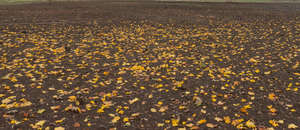 ground with fallen autumn leaves