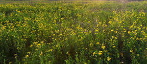 field of blooming yellow flowers