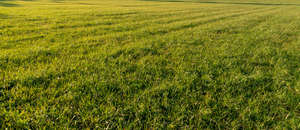 field of grass in evening sun