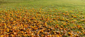 grass in autumn with fallen leaves